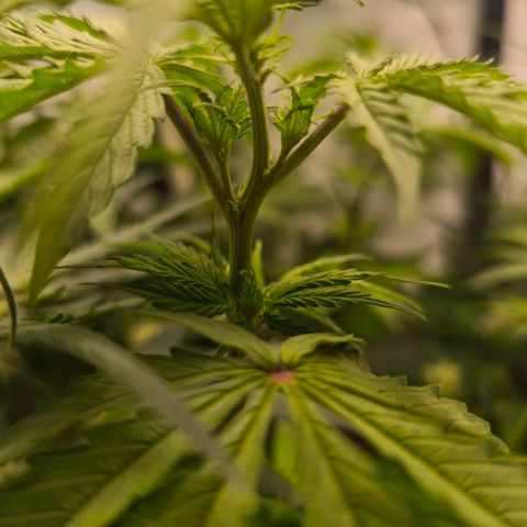 Gorgonzoli  growlog timeline photo