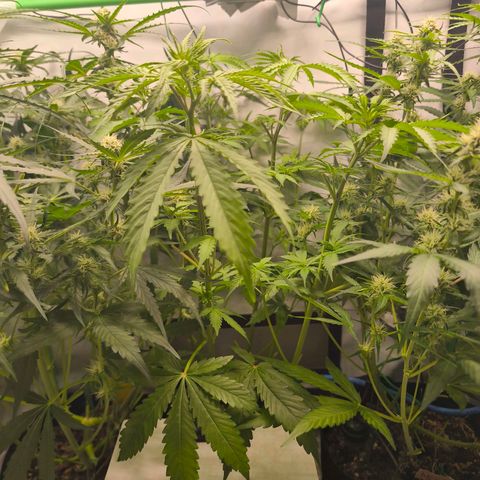 Gorgonzoli  growlog timeline photo