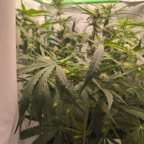 ModdeLtroddeL growlog timeline photo