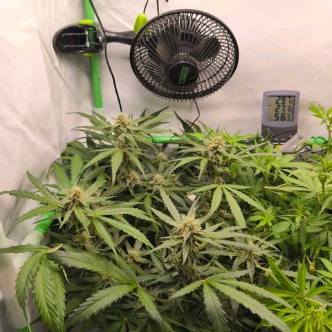 ModdeLtroddeL growlog timeline photo