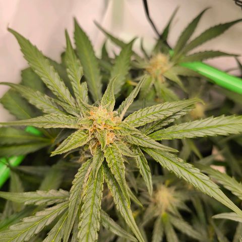 ModdeLtroddeL growlog timeline photo