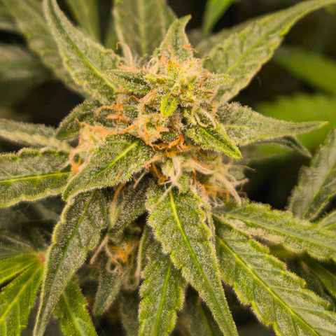 ModdeLtroddeL growlog timeline photo