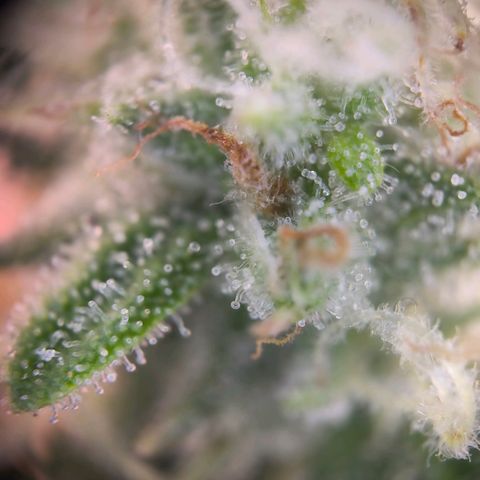 ModdeLtroddeL growlog timeline photo