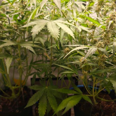 Gorgonzoli  growlog timeline photo