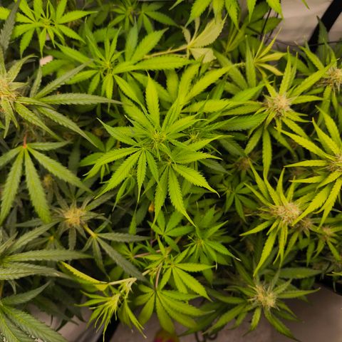 Gorgonzoli  growlog timeline photo