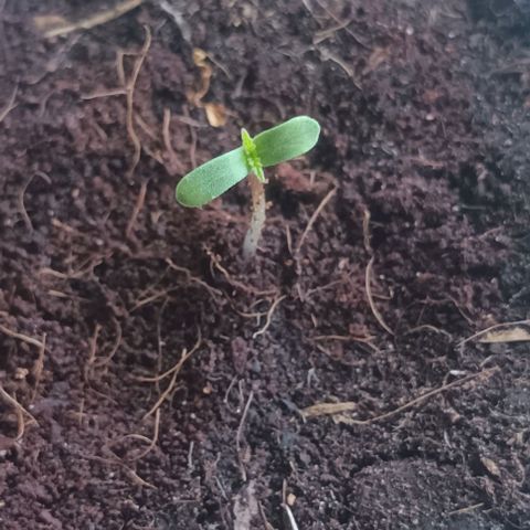 Afghani (mother + 2clones) growlog timeline photo