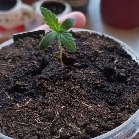 Afghani (mother + 2clones) growlog timeline photo