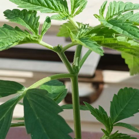 Afghani (mother + 2clones) growlog photo: Topped 2nd time.
(4 cola's 2 by 2)