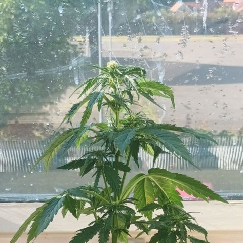 Blue Cheese F1 Hybrid Automatic growlog timeline photo