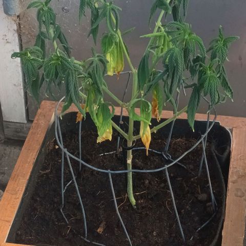 Afghani (mother + 2clones) growlog photo: Home after a week in Tyrkie 🤔 Looks a little tired.. I hope it gets better 🤞