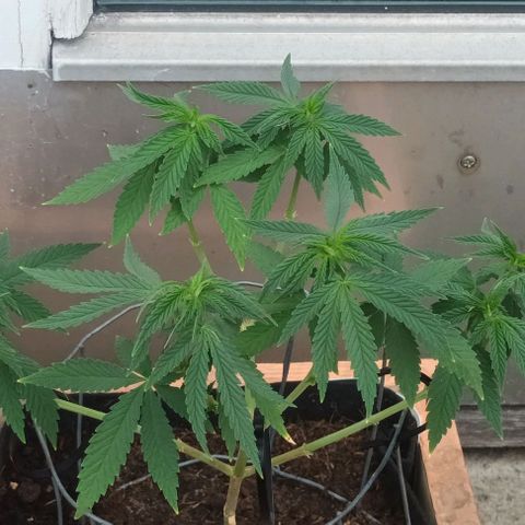 Afghani (mother + 2clones) growlog photo: Looked a lot better in 6-8 hours 🫡😍