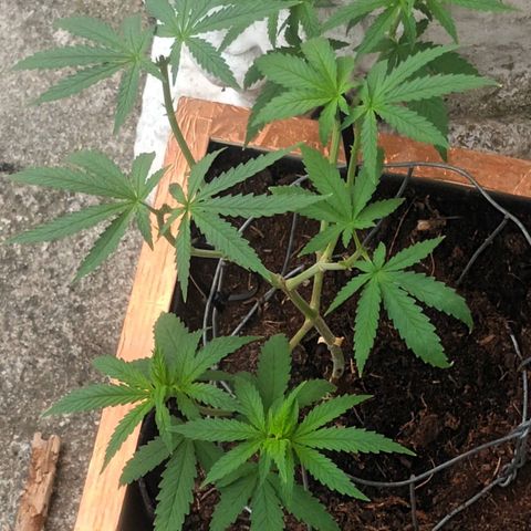 Afghani (mother + 2clones) growlog timeline photo