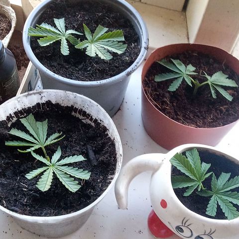 Afghani (mother + 2clones) growlog photo: My dog decided to stepdance on my plant. 
It ended in only 4 double'colas remaining.
And 4 accidental clones 😍