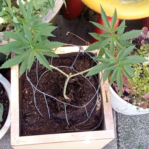 Afghani (mother + 2clones) growlog timeline photo