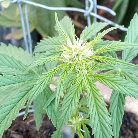 Blue Cheese F1 Hybrid Automatic growlog photo: The smaller one 😆