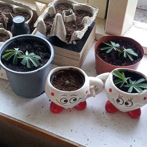 Afghani (mother + 2clones) growlog photo: Cuttings & Cacti 😍