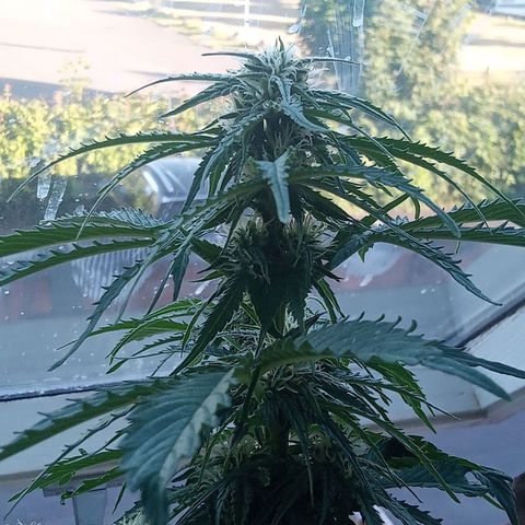 Blue Cheese F1 Hybrid Automatic growlog photo: The bigger one 🥰