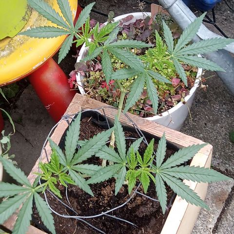 Afghani (mother + 2clones) growlog timeline photo