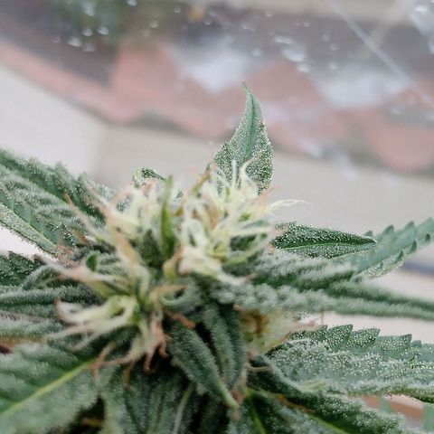 Blue Cheese F1 Hybrid Automatic growlog timeline photo