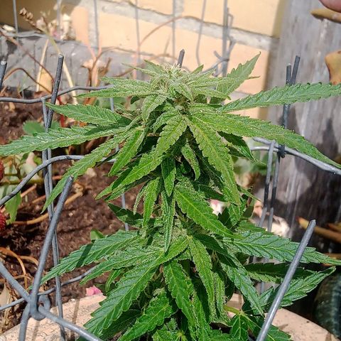 Blue Cheese F1 Hybrid Automatic growlog photo: The small one