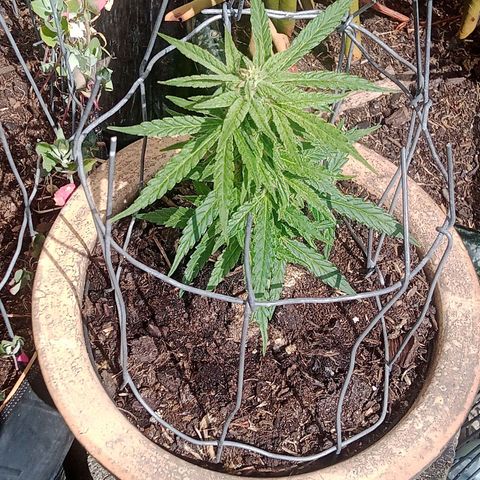 Blue Cheese F1 Hybrid Automatic growlog photo: The small one