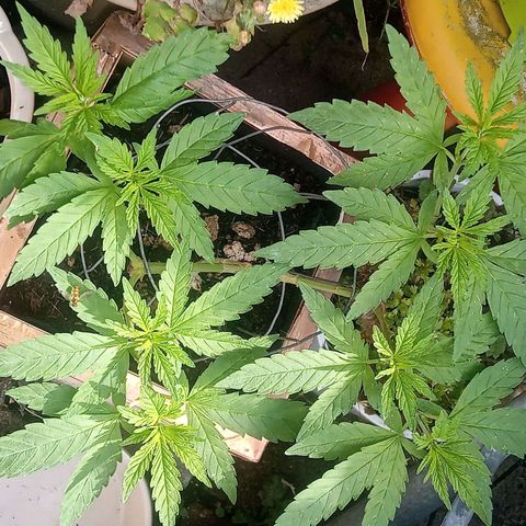 Afghani (mother + 2clones) growlog timeline photo