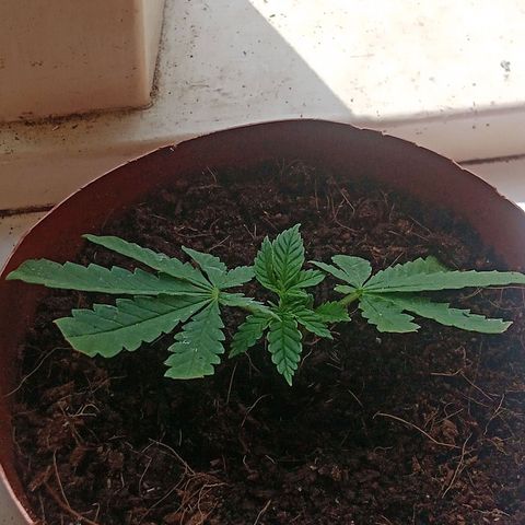 Afghani (mother + 2clones) growlog photo: Clones.. 