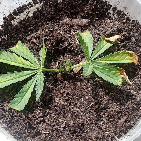 Afghani (mother + 2clones) growlog photo: Clones.. 