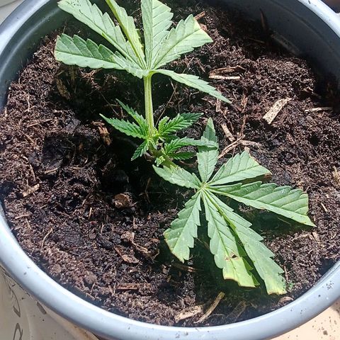 Afghani (mother + 2clones) growlog photo: Clones.. 
