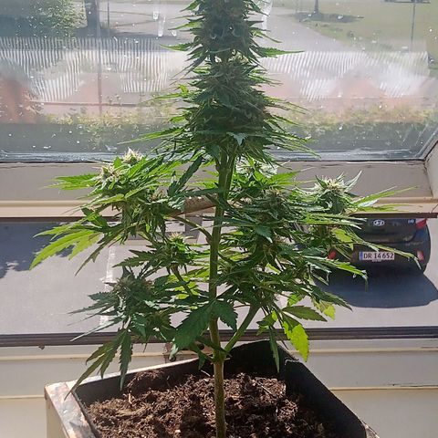 Blue Cheese F1 Hybrid Automatic growlog photo: The big one 🥰