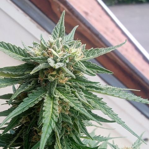 Blue Cheese F1 Hybrid Automatic growlog photo: The big one 🥰