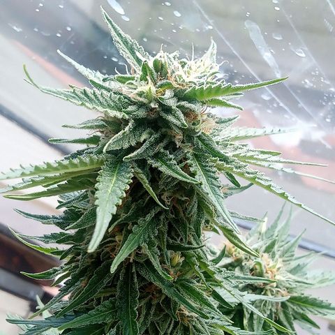 Blue Cheese F1 Hybrid Automatic growlog timeline photo