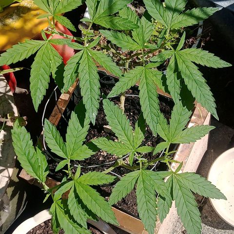 Afghani (mother + 2clones) growlog timeline photo