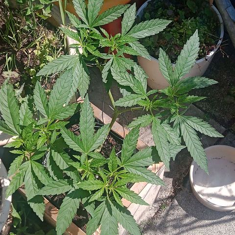 Afghani (mother + 2clones) growlog timeline photo