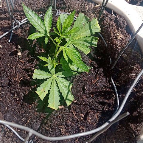 Afghani (mother + 2clones) growlog timeline photo