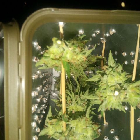 Blue Cheese F1 Hybrid Automatic growlog timeline photo