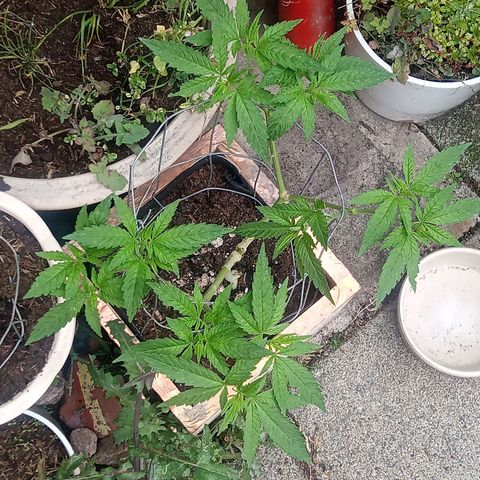 Afghani (mother + 2clones) growlog timeline photo