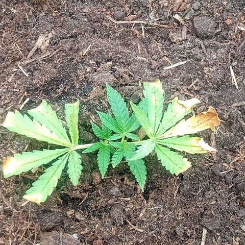 Afghani (mother + 2clones) growlog timeline photo