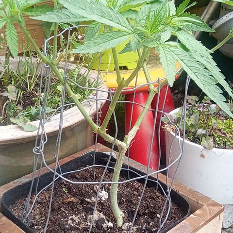 Afghani (mother + 2clones) growlog timeline photo