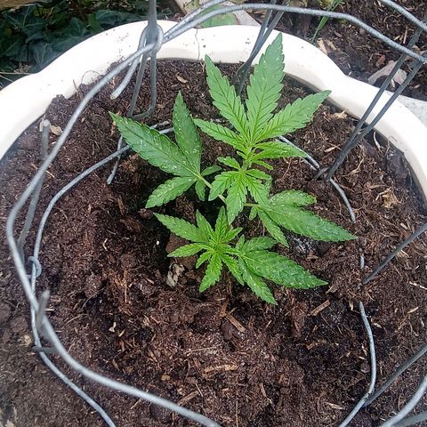 Afghani (mother + 2clones) growlog timeline photo
