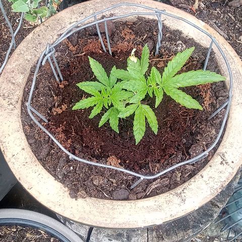 Afghani (mother + 2clones) growlog timeline photo