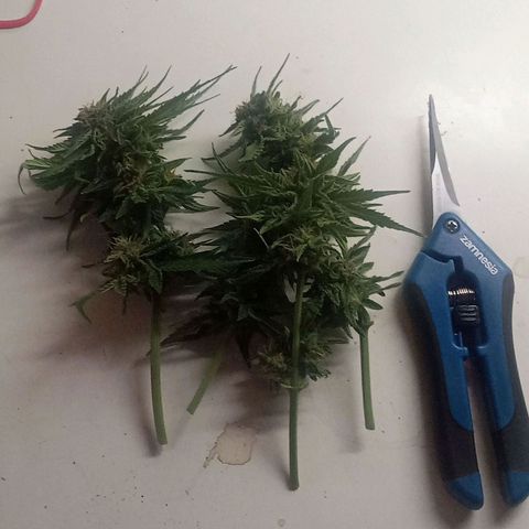 Blue Cheese F1 Hybrid Automatic growlog timeline photo