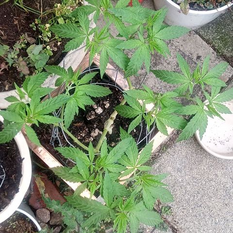 Afghani (mother + 2clones) growlog timeline photo