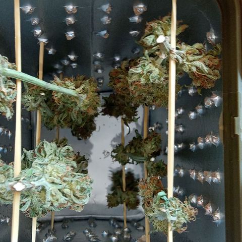 Blue Cheese F1 Hybrid Automatic growlog timeline photo