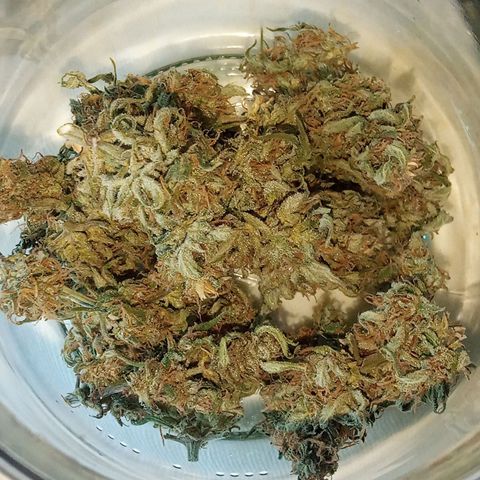 Blue Cheese F1 Hybrid Automatic growlog photo: Only 9grams, but they look delicious 😋