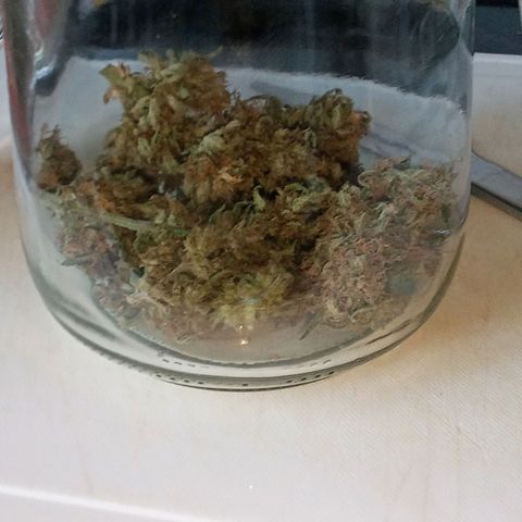 Blue Cheese F1 Hybrid Automatic growlog photo: Only 9grams, but they look delicious 😋