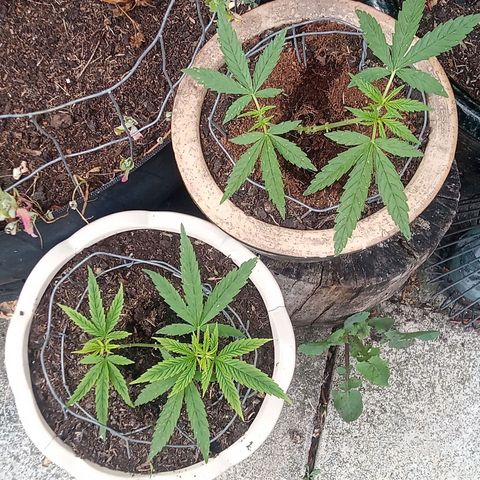 Afghani (mother + 2clones) growlog timeline photo