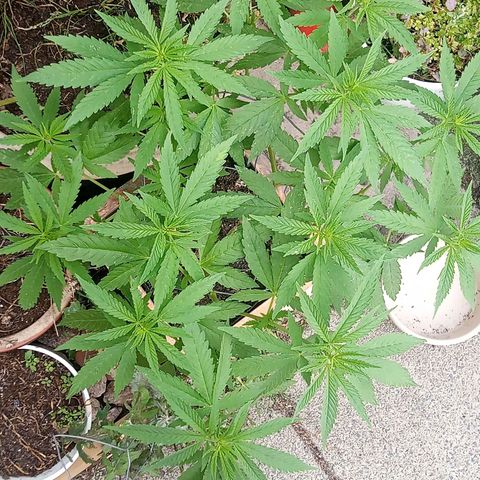 Afghani (mother + 2clones) growlog timeline photo