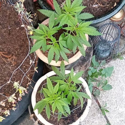 Afghani (mother + 2clones) growlog photo: Cuttings in garden 🥰