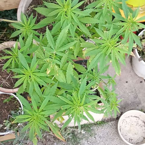 Afghani (mother + 2clones) growlog photo: Mother, after setback with dog and snail.. 🤞😘
